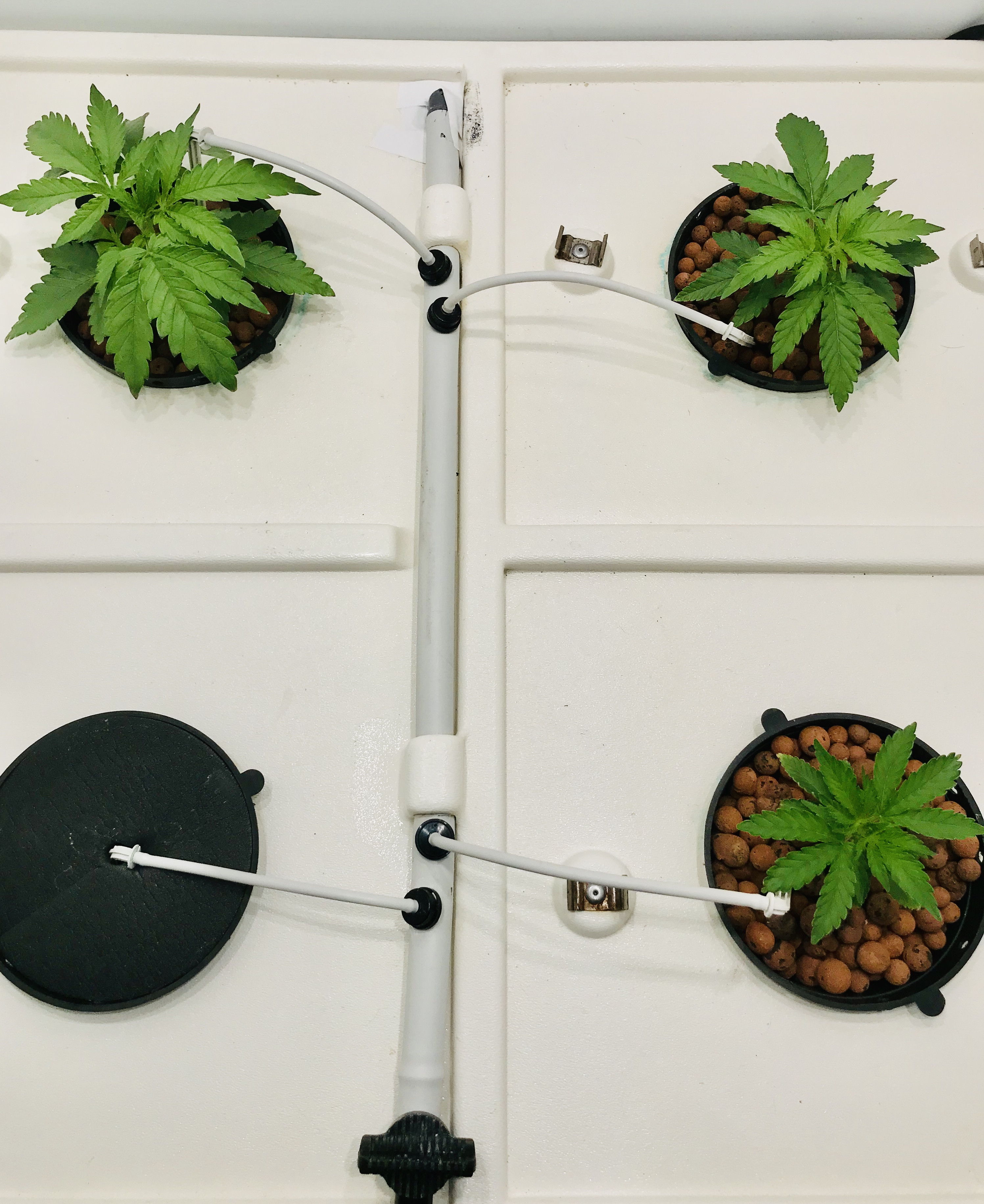veg dec11 wk2JPG.JPG