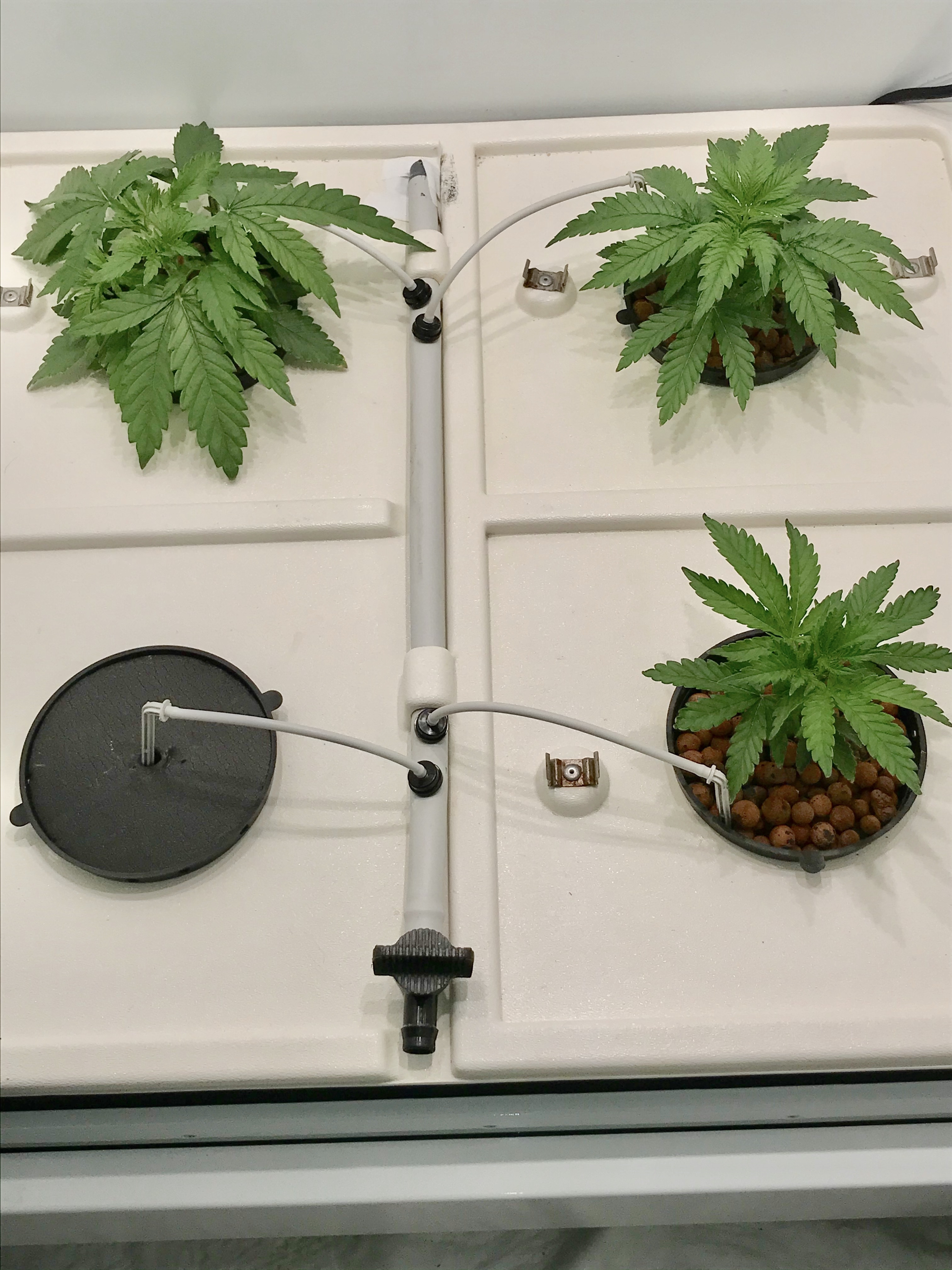veg dec14 end wk2.JPG
