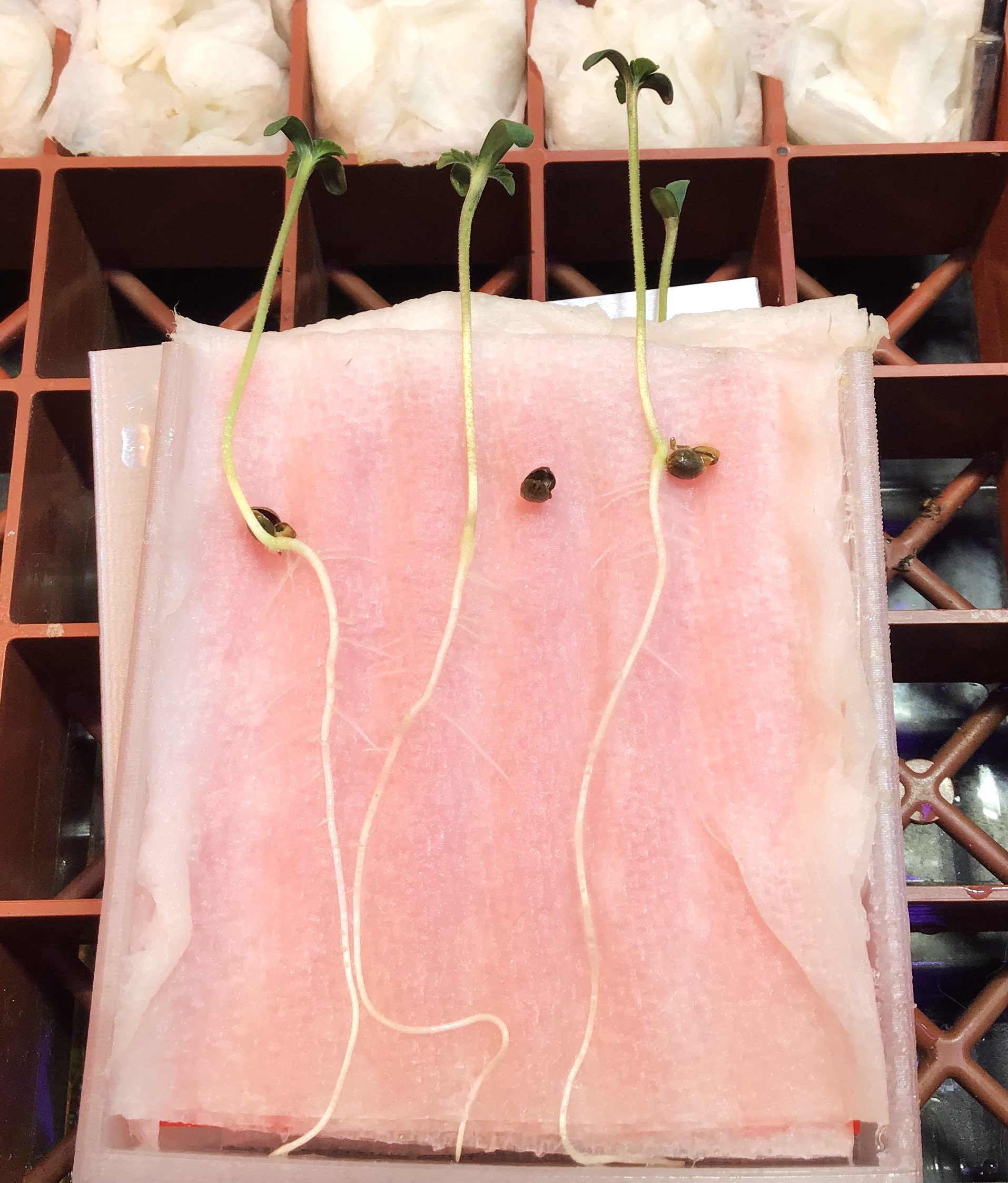 vert germ sprouts.jpg