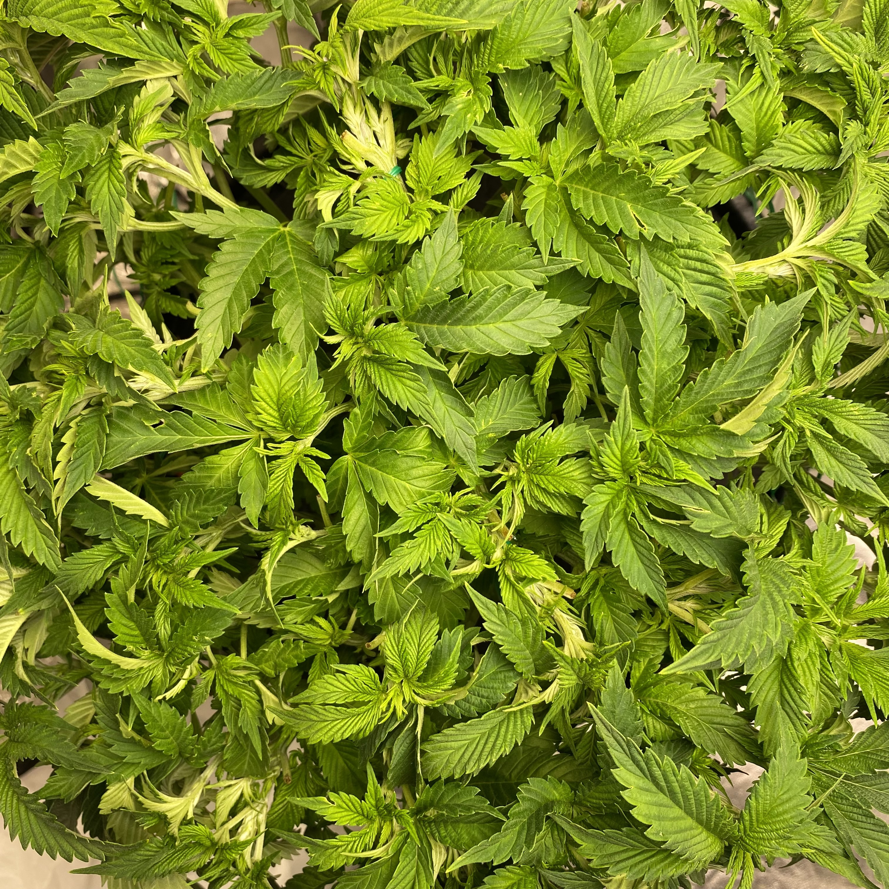 Week 7 Day 5 Banana Kush - Click image for larger version  Name:	w7d5bk.jpg Views:	0 Size:	3.48 MB ID:	537467