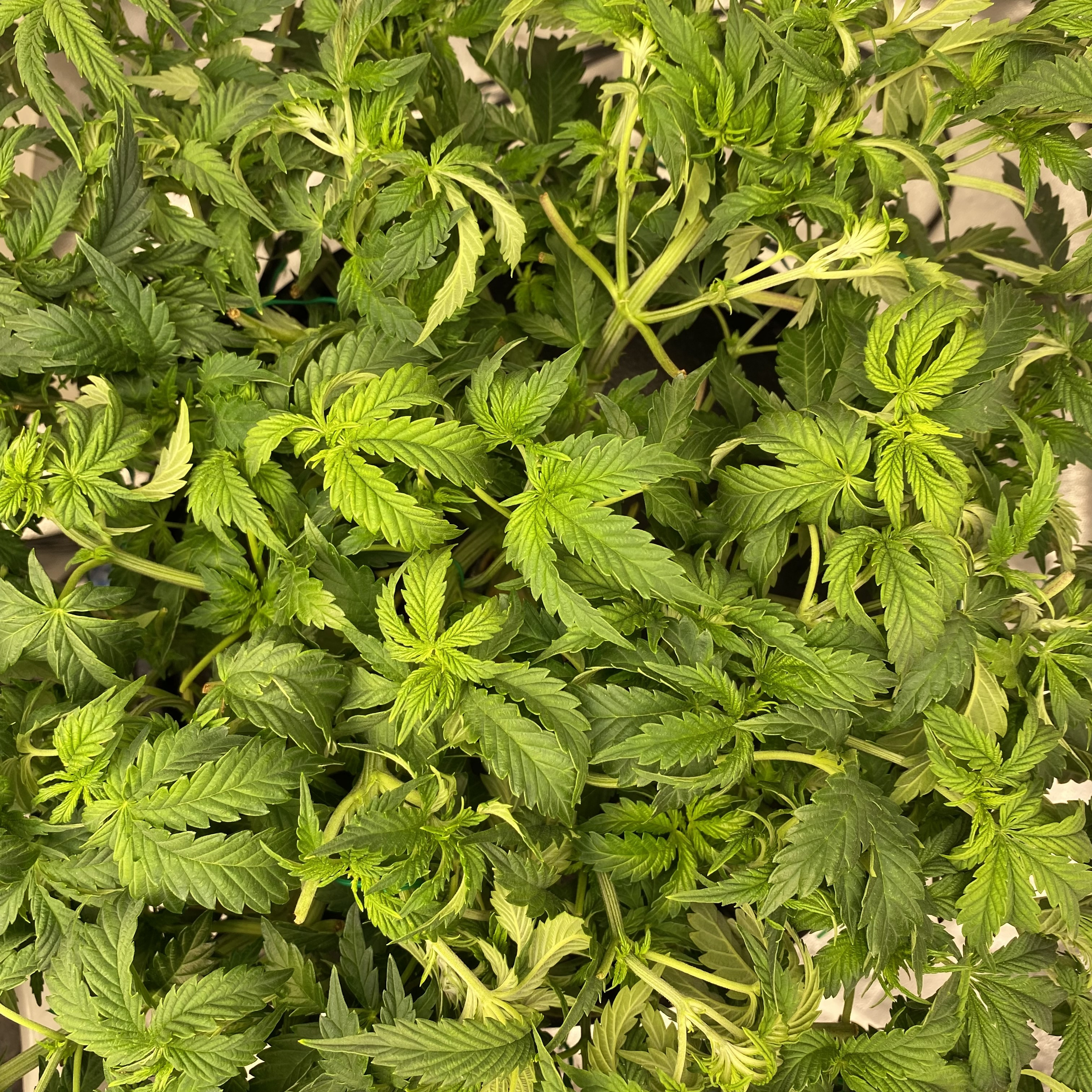 Week 7 Day 5 Chocolate Mint OG - Click image for larger version  Name:	w7d5cmog.jpg Views:	0 Size:	2.90 MB ID:	537468