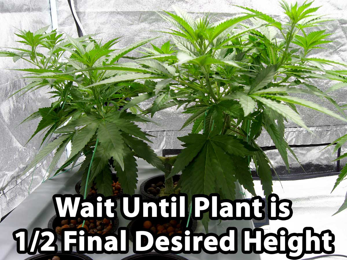 wait-until-half-final-size-cannabis-manifold.jpg