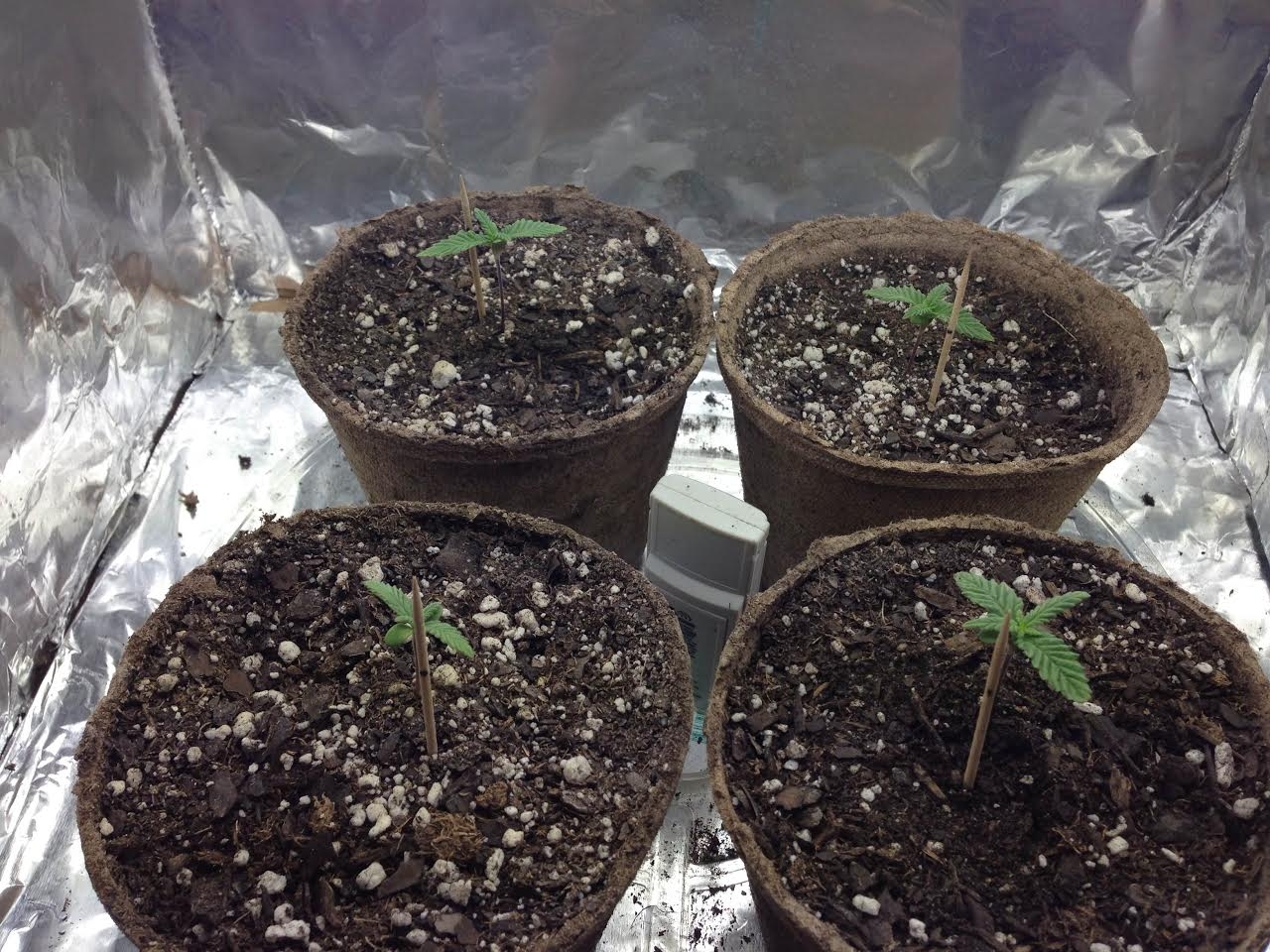 weed new 1.jpg