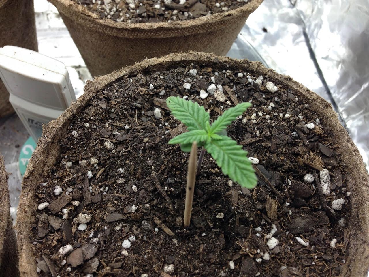 weed new 2.jpg