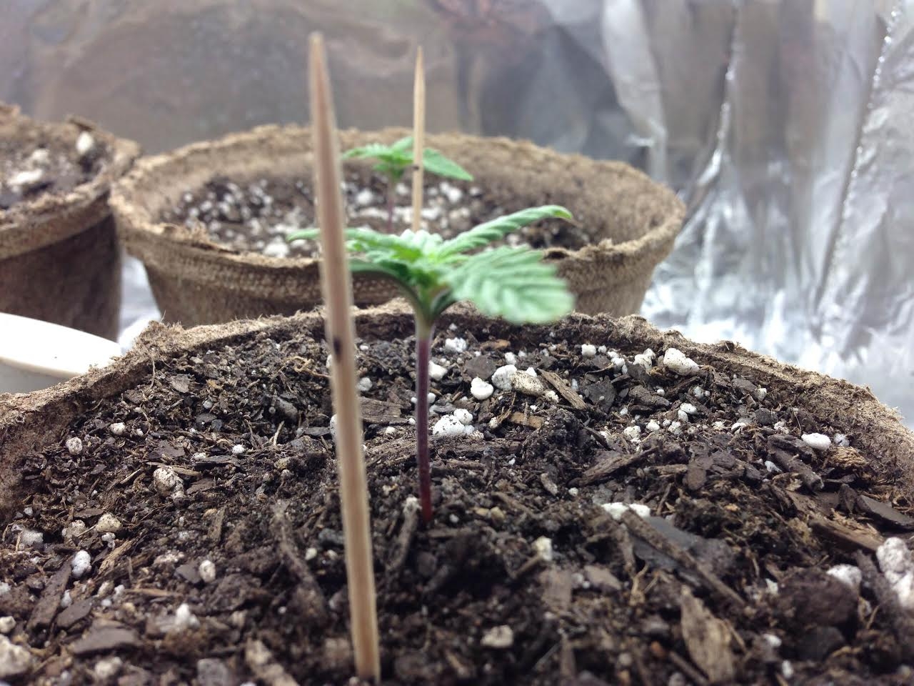 weed new 3.jpg