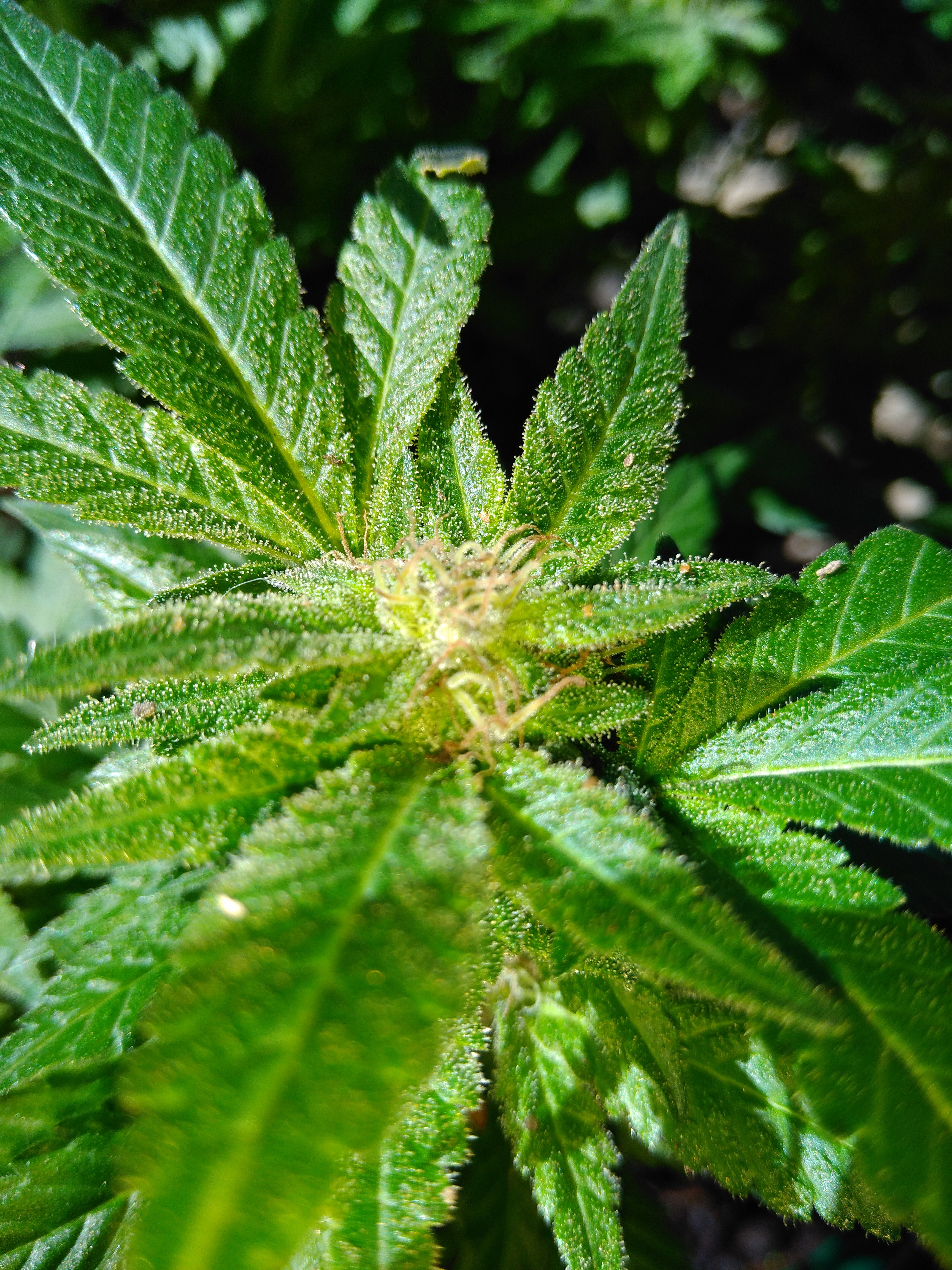 weed2.jpg