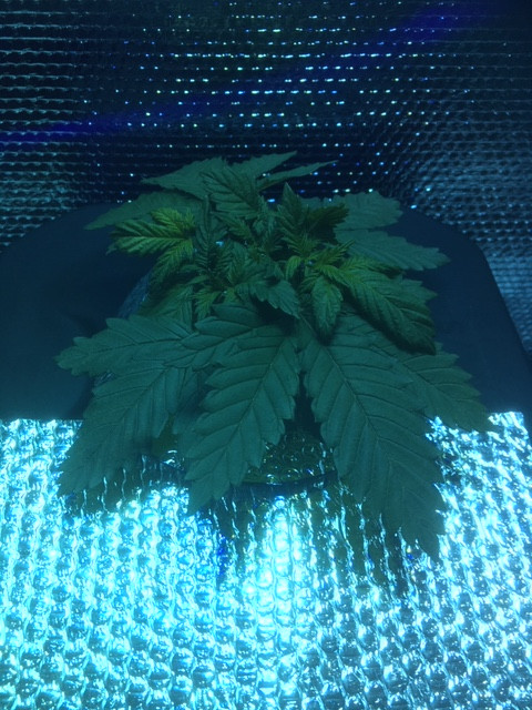 Weeed4.JPG