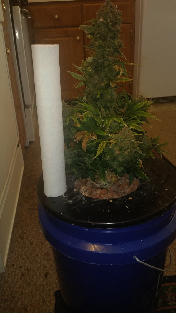 week 14 chop 1.jpg