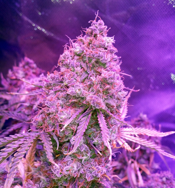 Week 14 thing 1 cola.jpg