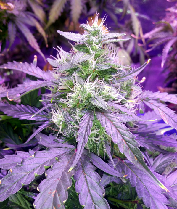 Week 14 thing 3 cola.jpg