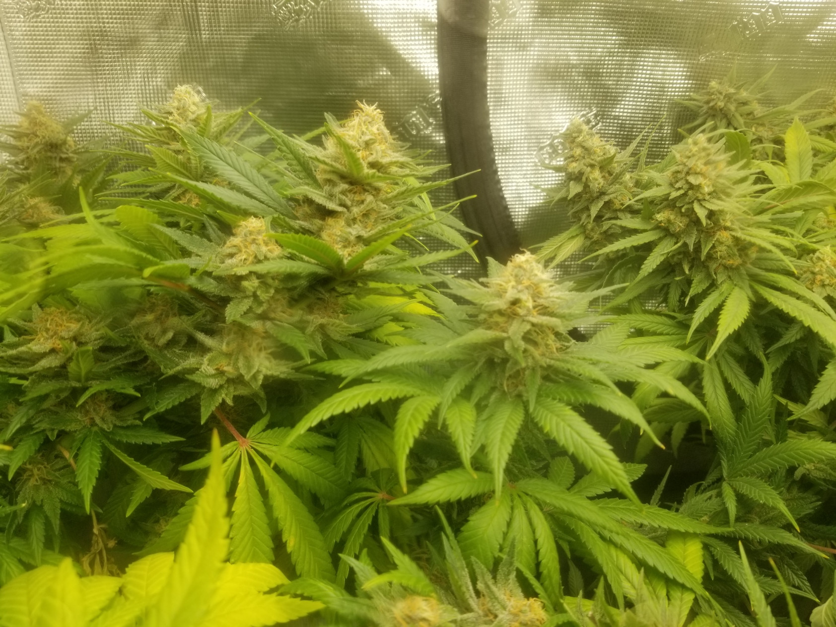 week 7 pic 1.jpg