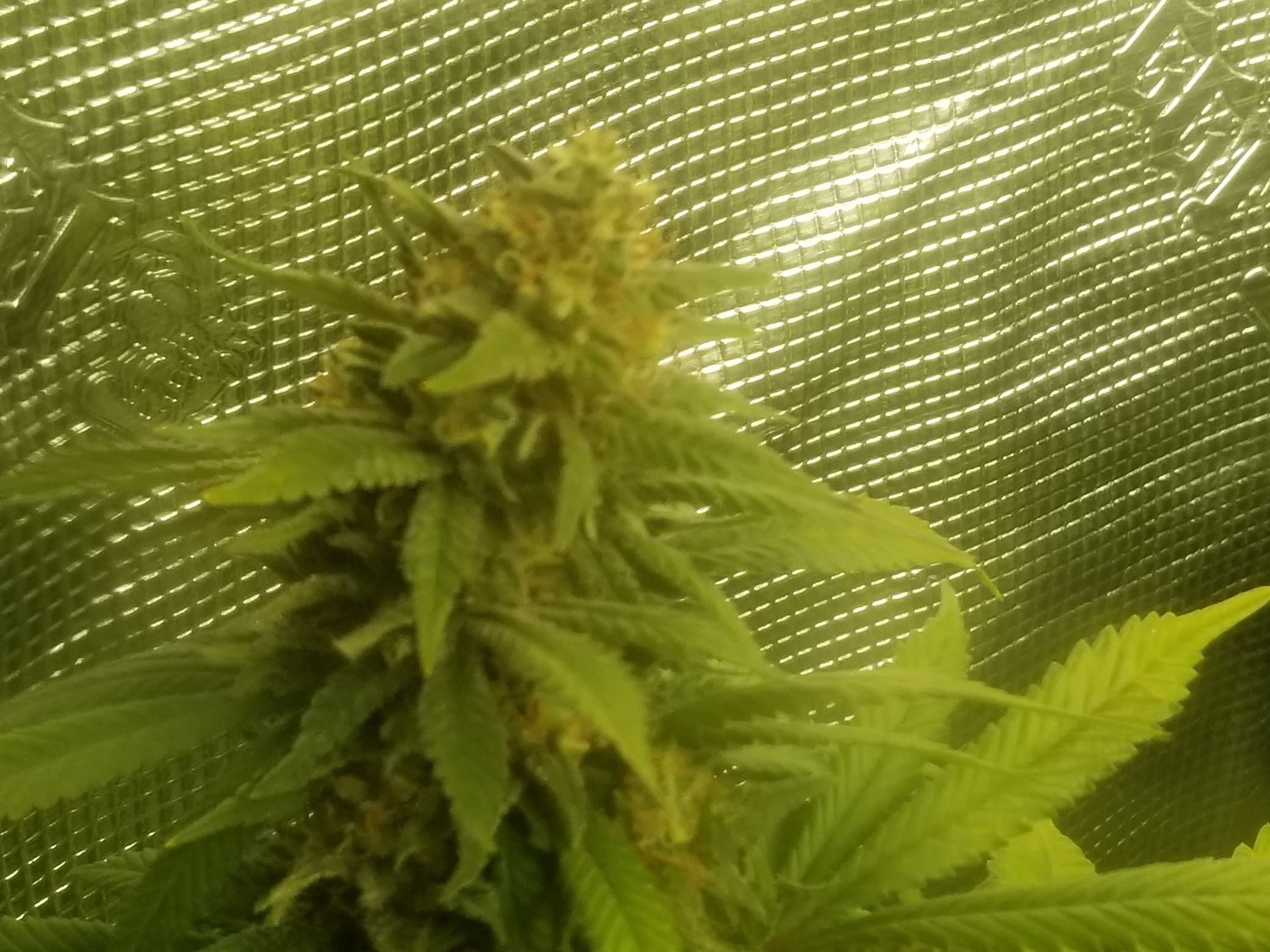 Week 7 pic2.jpg