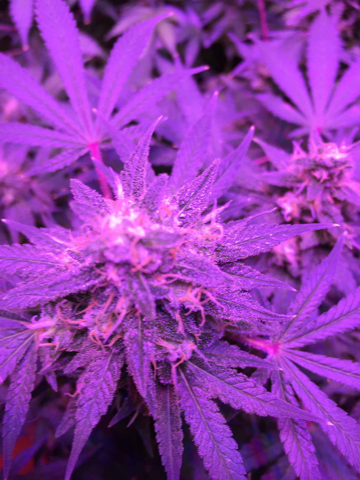 week 8 bud.JPG