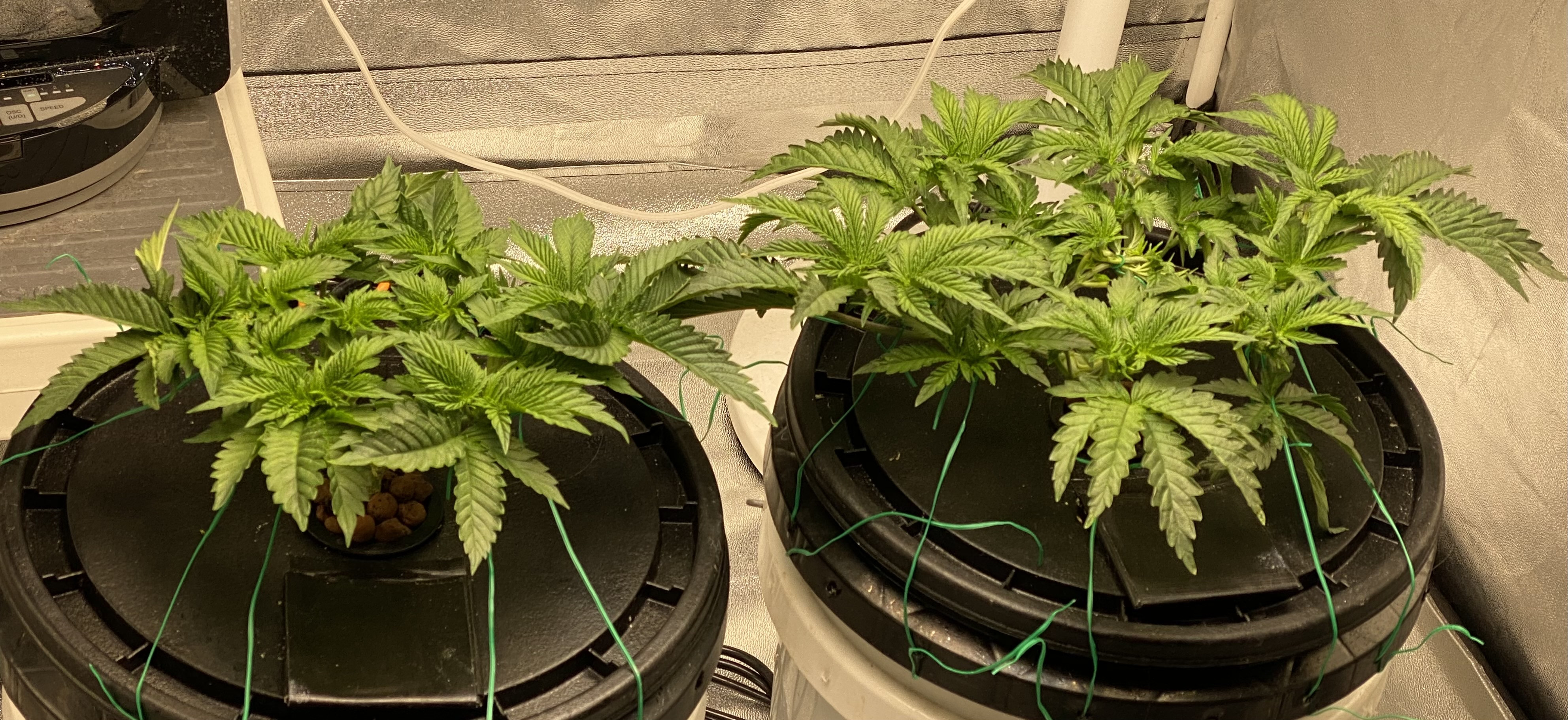 Banana Kush & Chocolate Mint OG:  Week 5 Day 2 (30 days) - Click image for larger version  Name:	Week5Day1.jpg Views:	0 Size:	1.97 MB ID:	534302