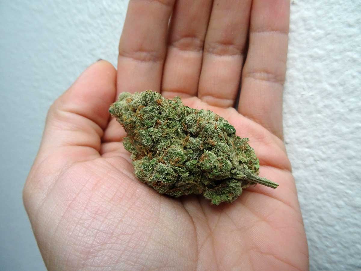 well-trimmed-bud-in-hand-platinum-j1.jpg - well-trimmed-bud-in-hand-platinum-j1.jpg