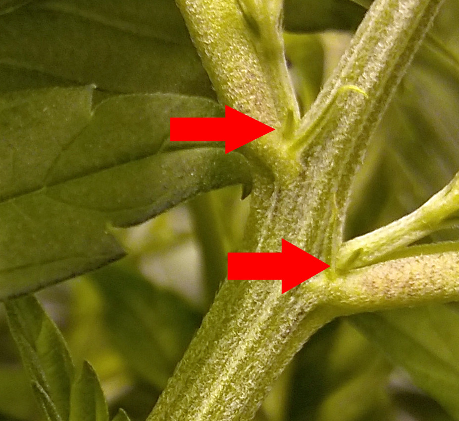 White Poison Day 43 Sex-F - 03.jpg
