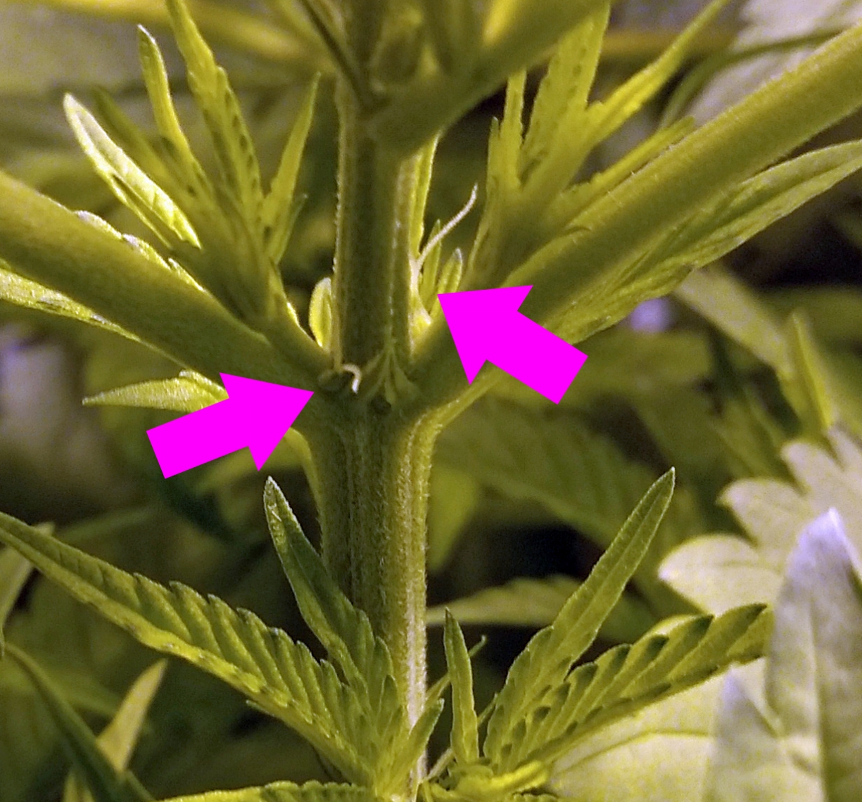 White Poison Day 44 Sex-F - 02.jpg