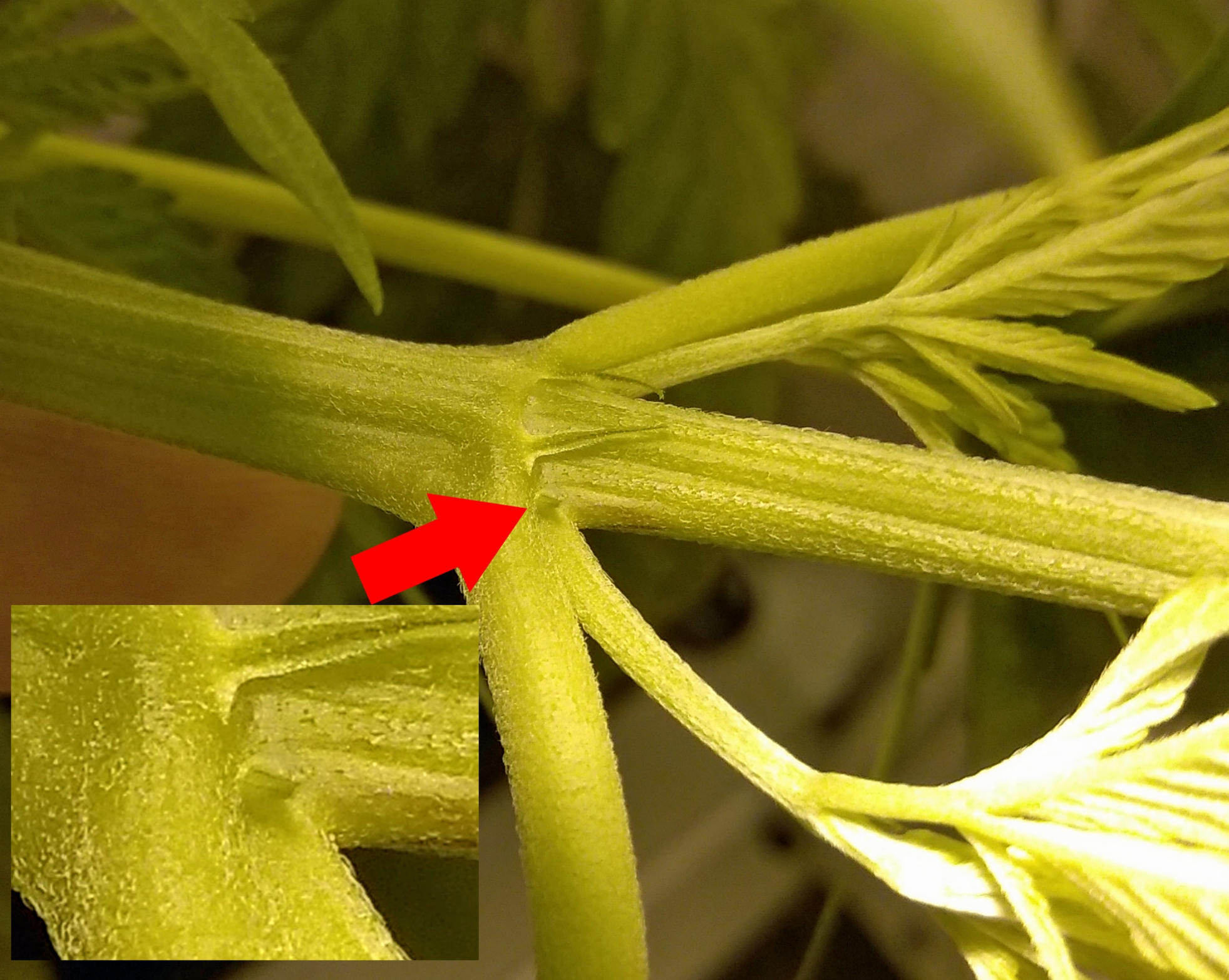 White Poison Sex day 41.jpg