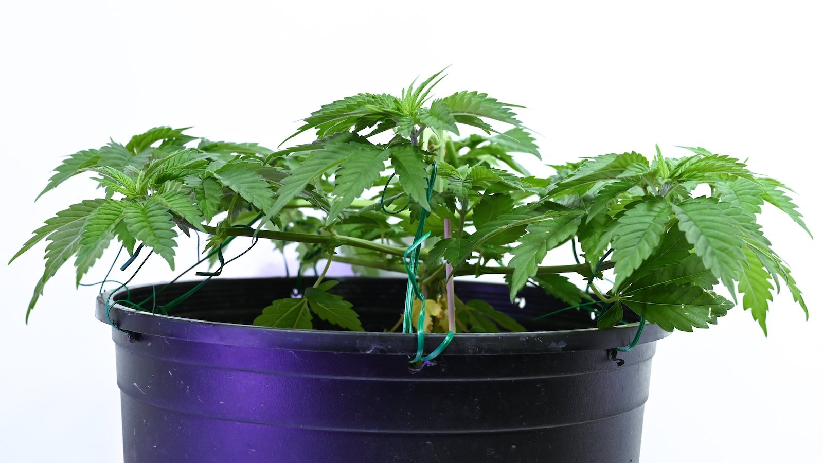White Widow Week 6&8 01-15-20 16.jpg
