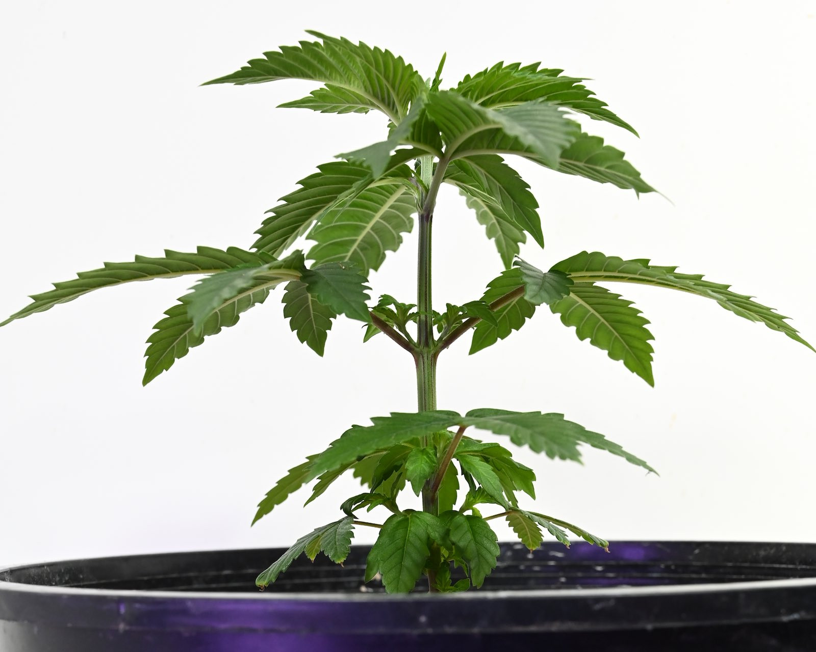 White Widow Week 6&8 01-15-20 17.jpg