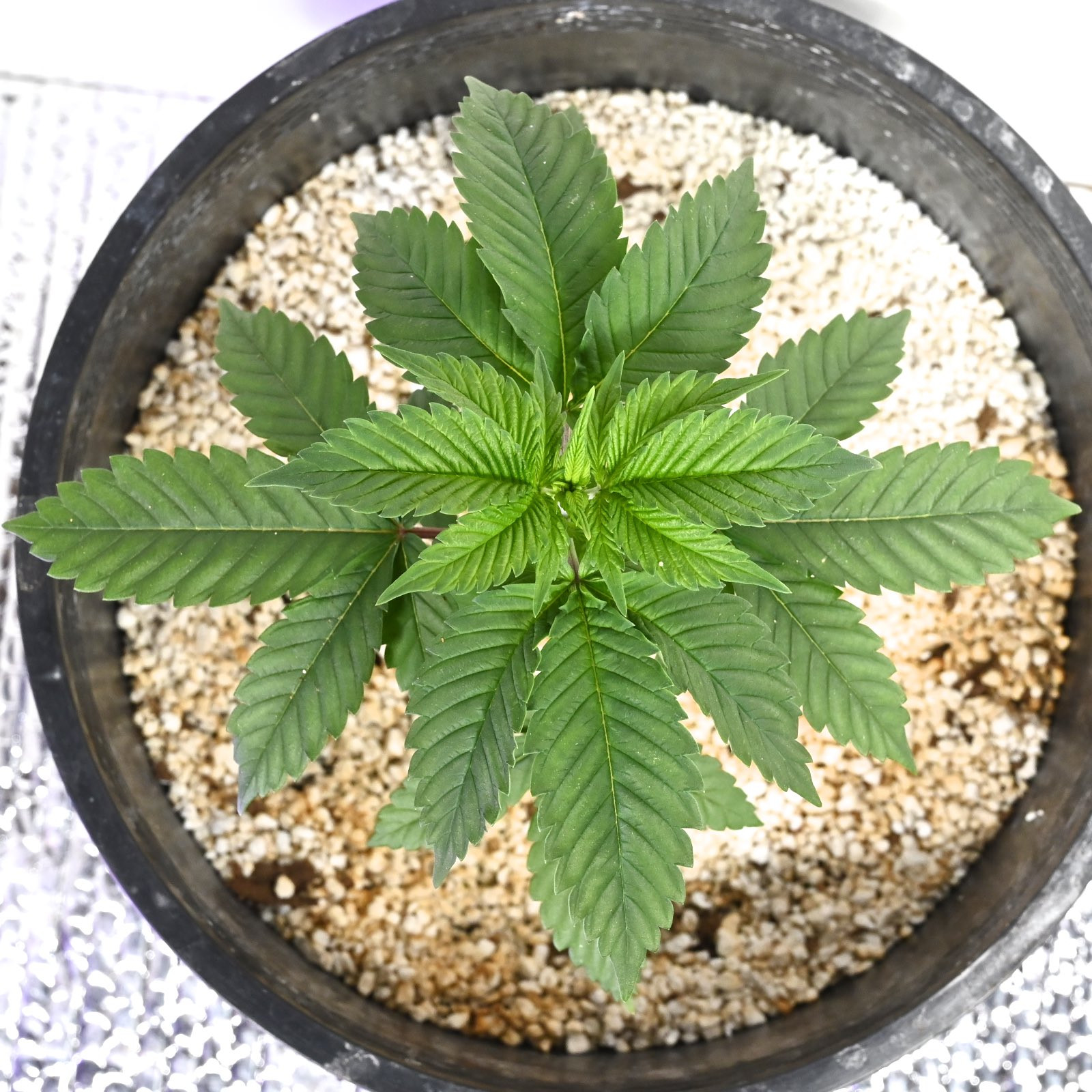 White Widow Week 6&8 01-15-20 20.jpg
