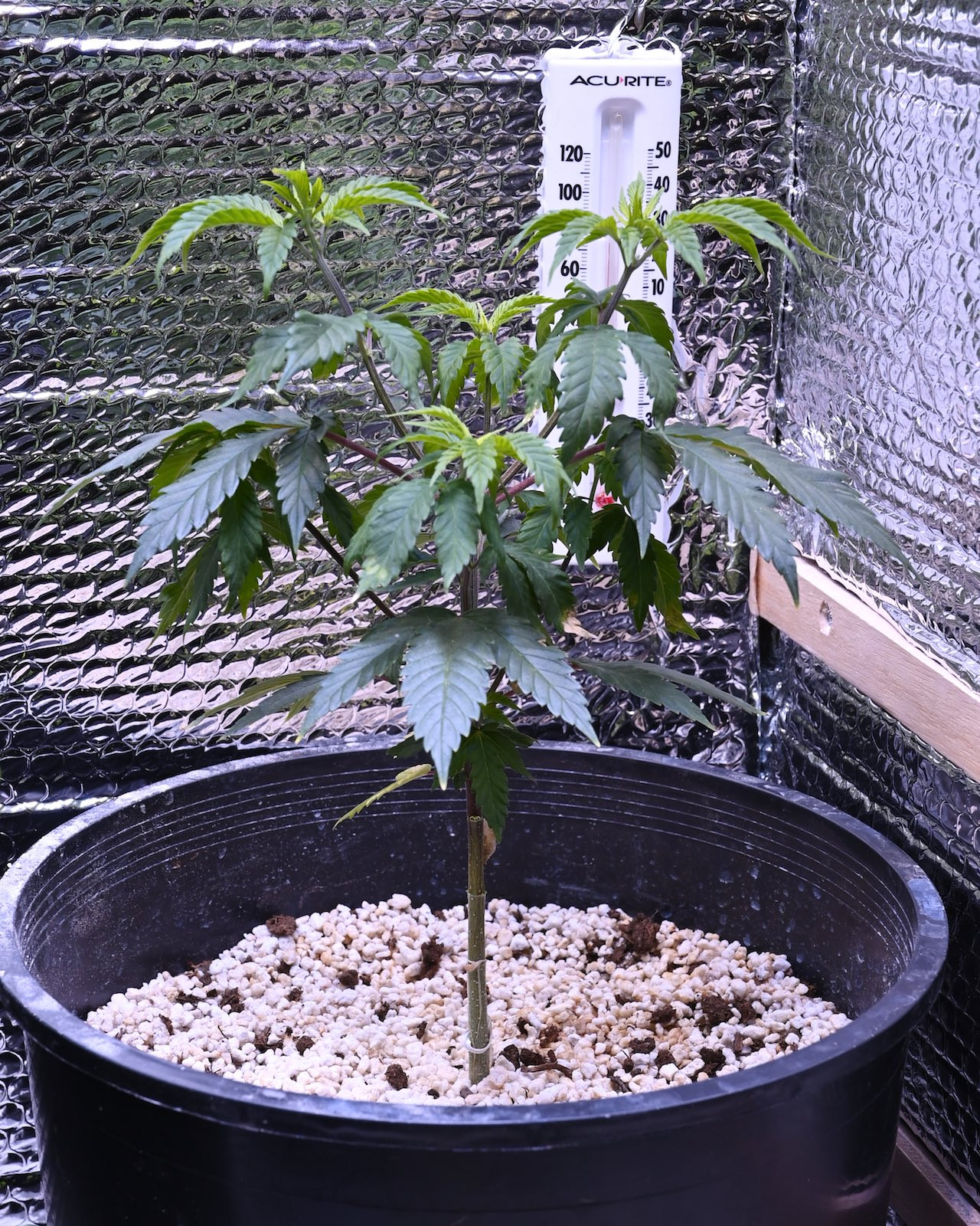 White Widow Week 6&8 01-15-20 21.jpg