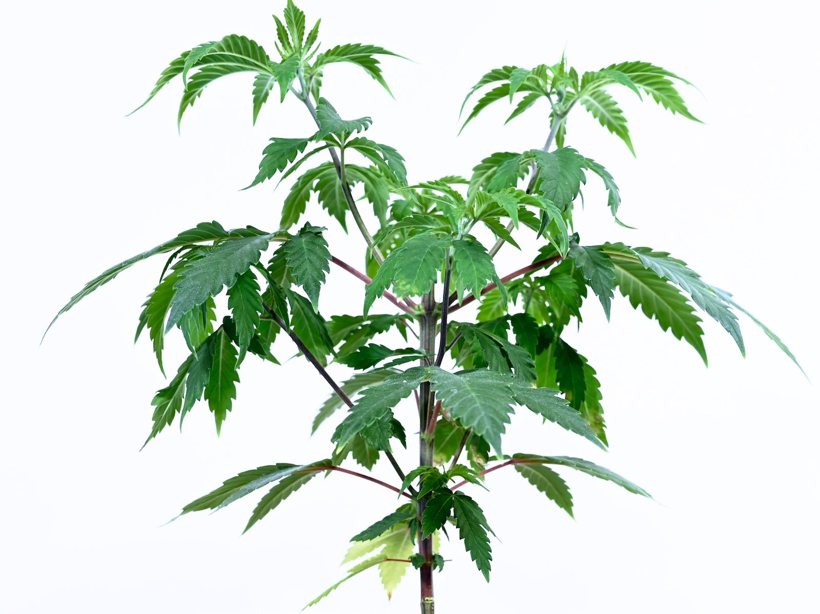 White Widow Week 6&8 01-15-20 30.jpg