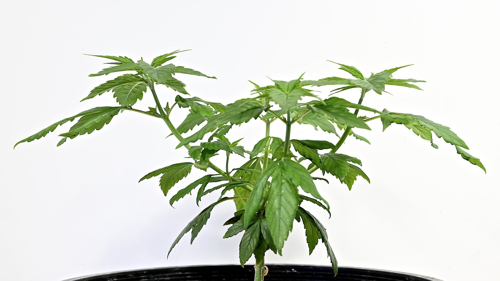White Widow Week 6&8 01-15-20 37.jpg