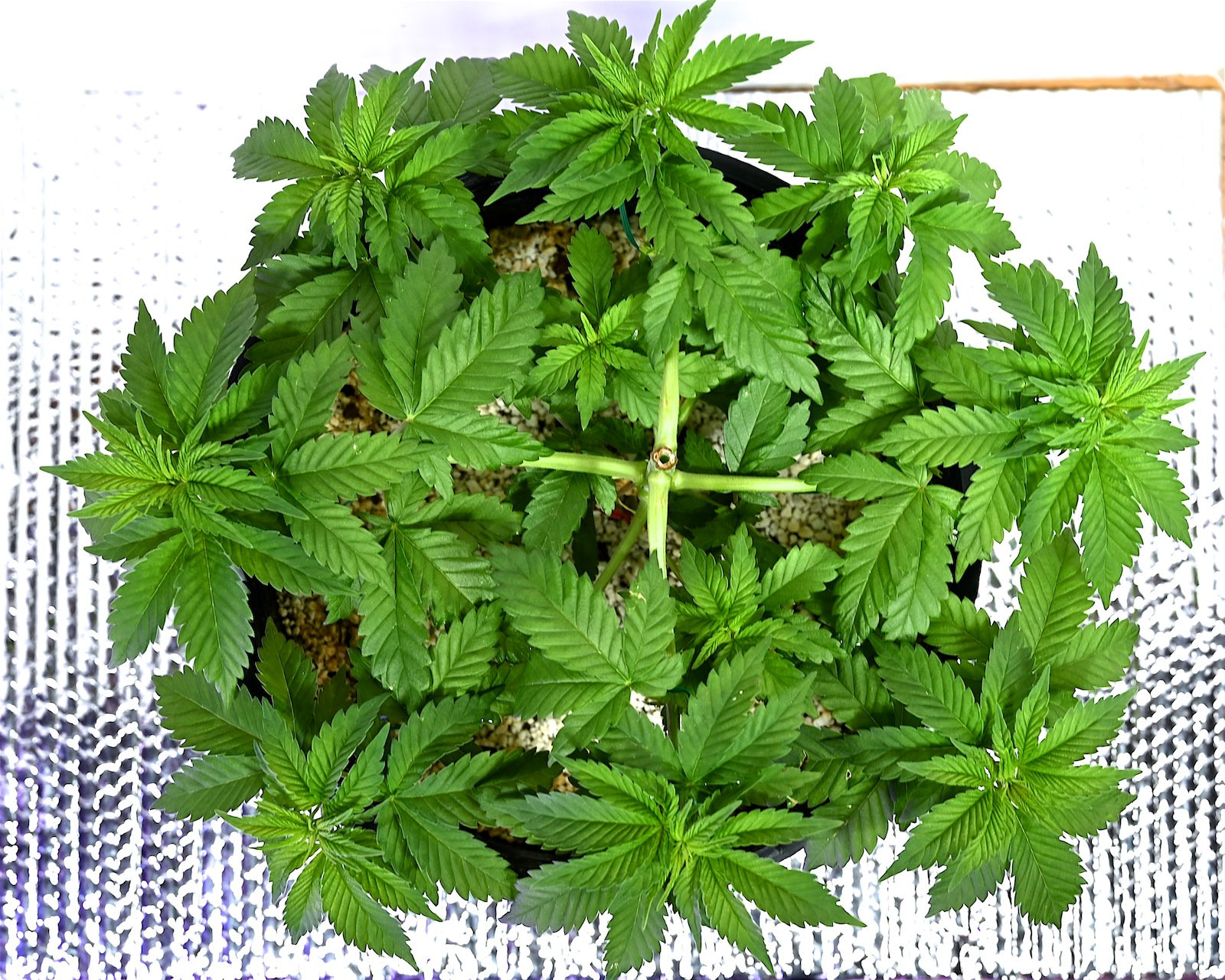 White Widow Week 6&8 01-15-20 4.jpg