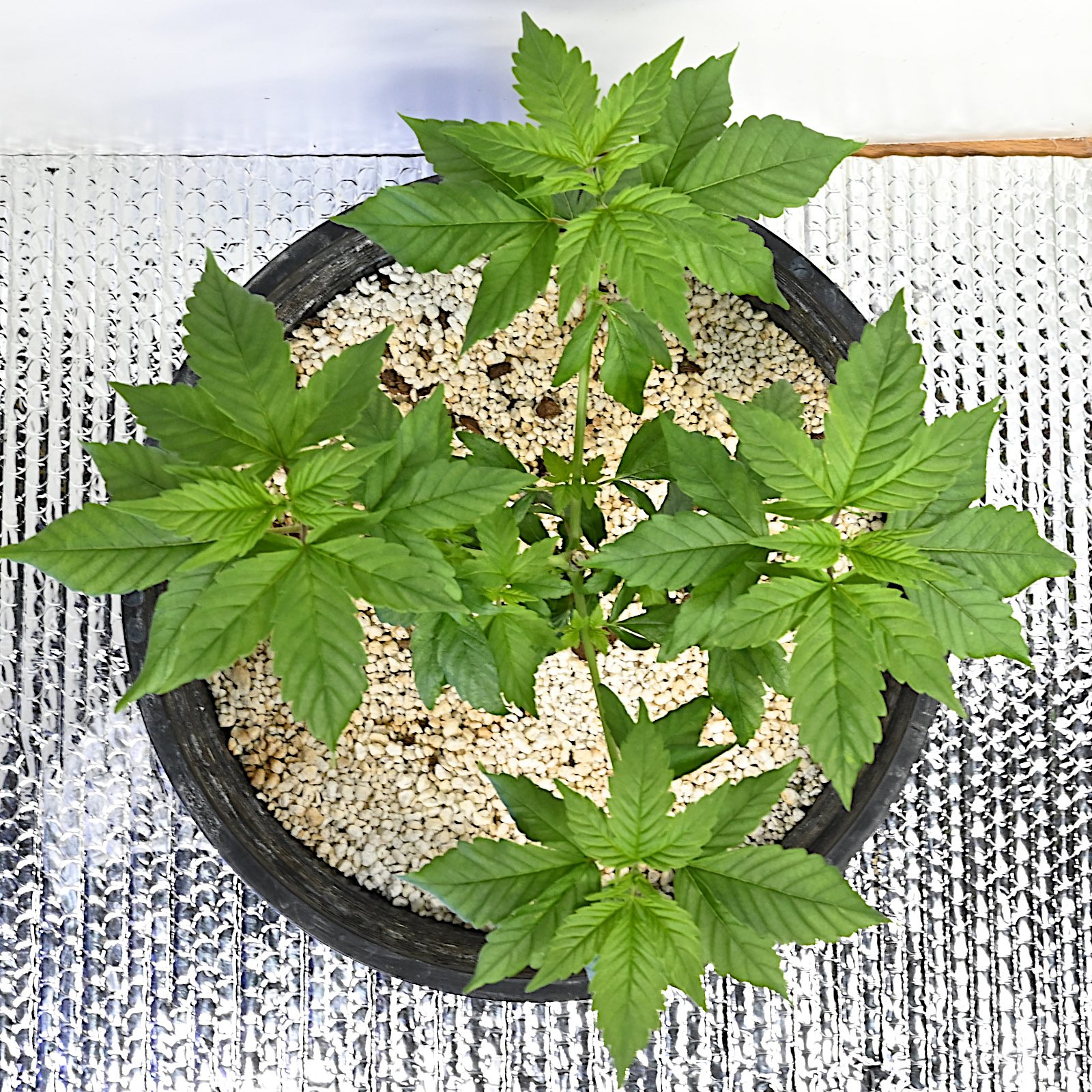 White Widow Week 6&8 01-15-20 40.jpg