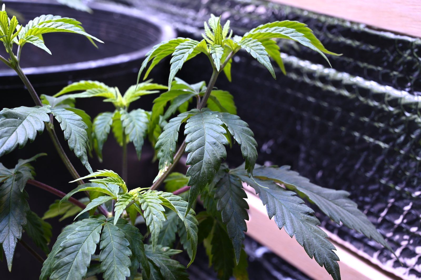 White Widow Week 6&8 01-15-20 44.jpg