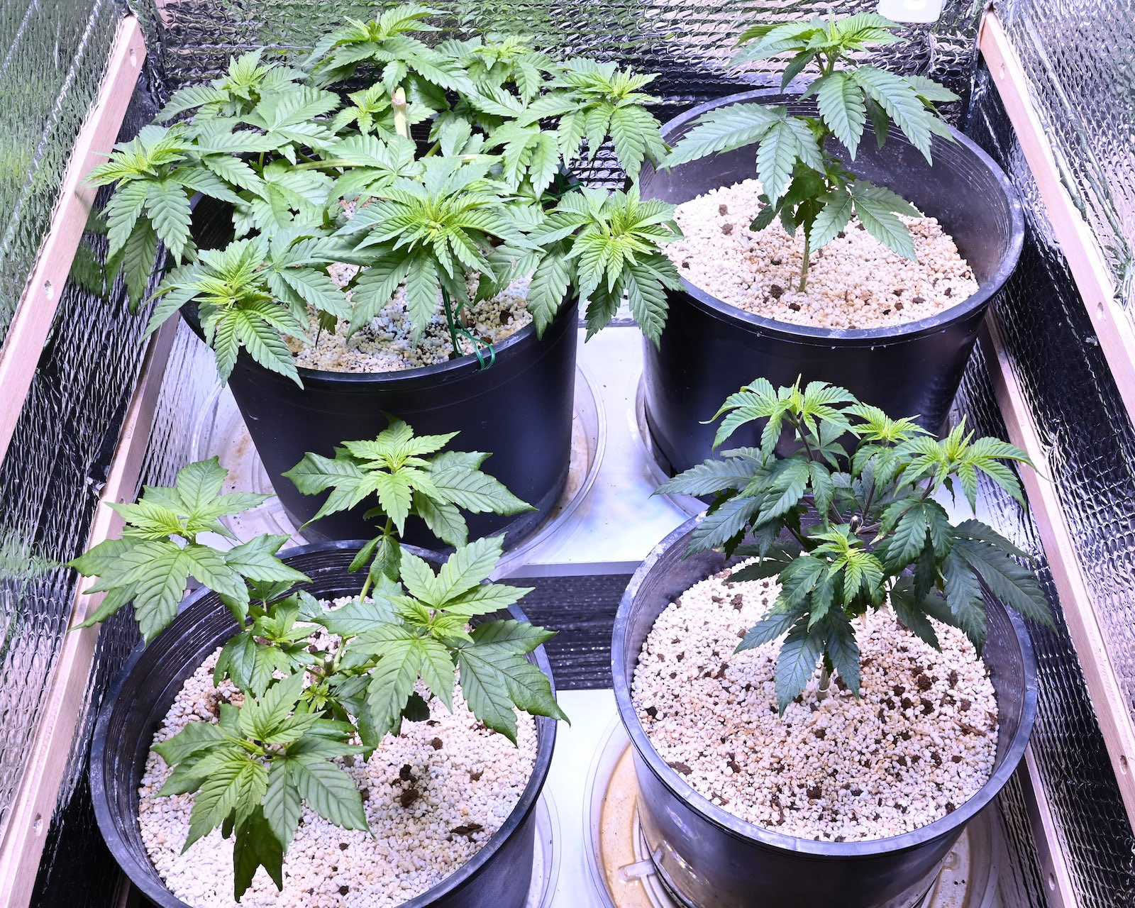 White Widow Week 6&8 01-15-20 48.jpg