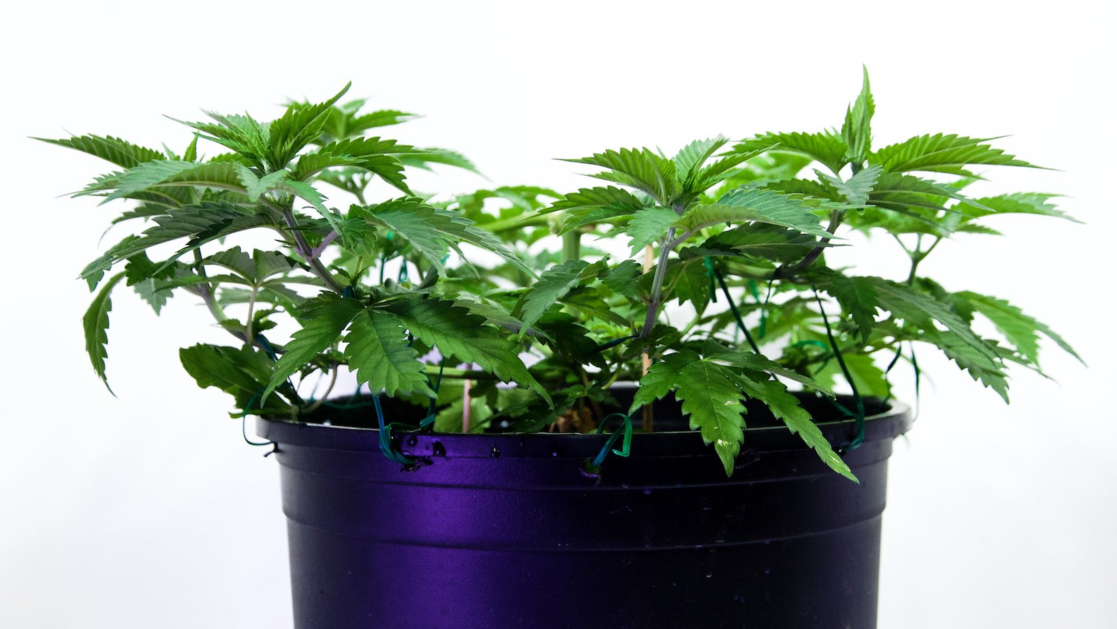White Widow, Week 9, 01-10-20 1.jpg