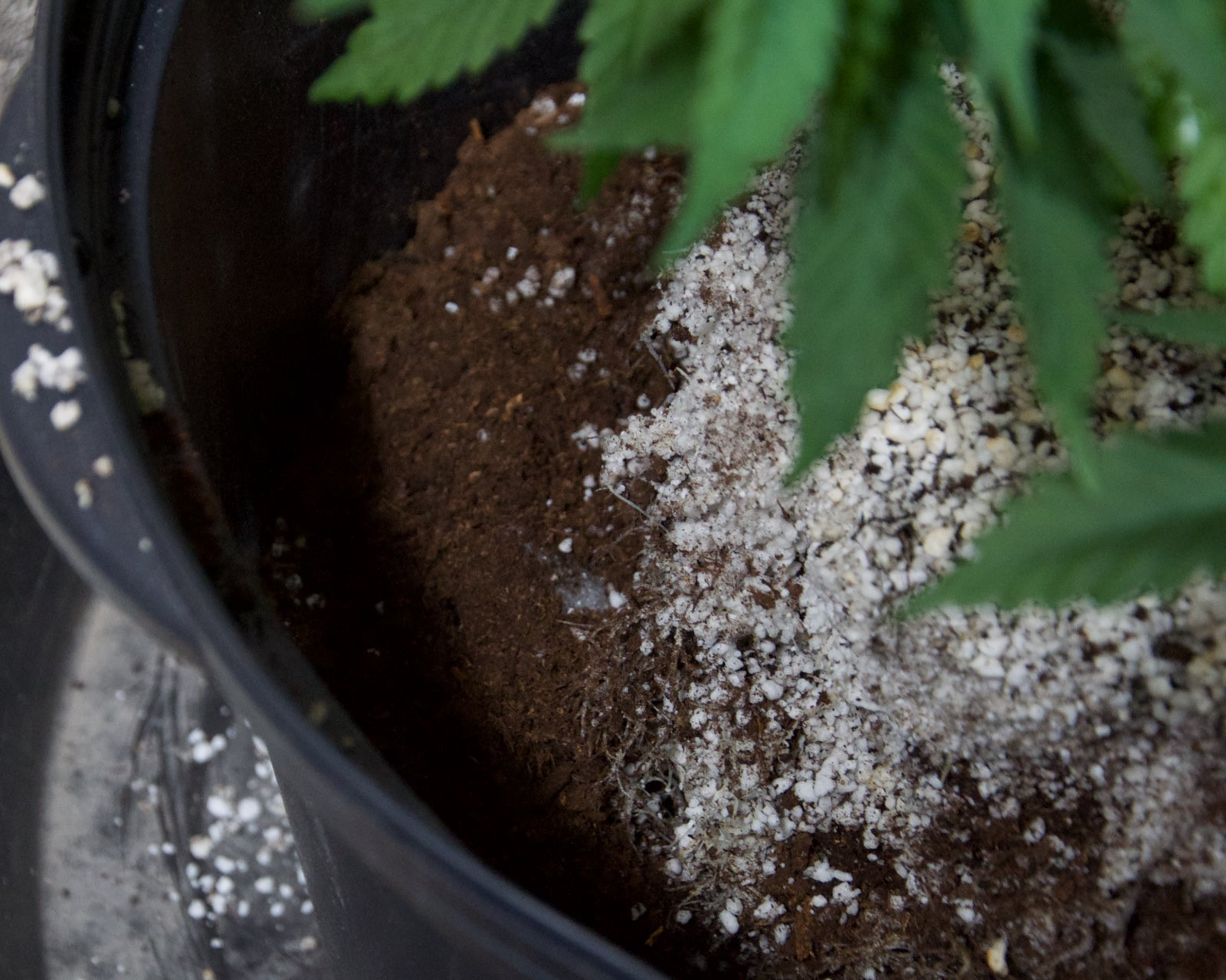 White Widow, Week 9, 01-10-20 10.jpg