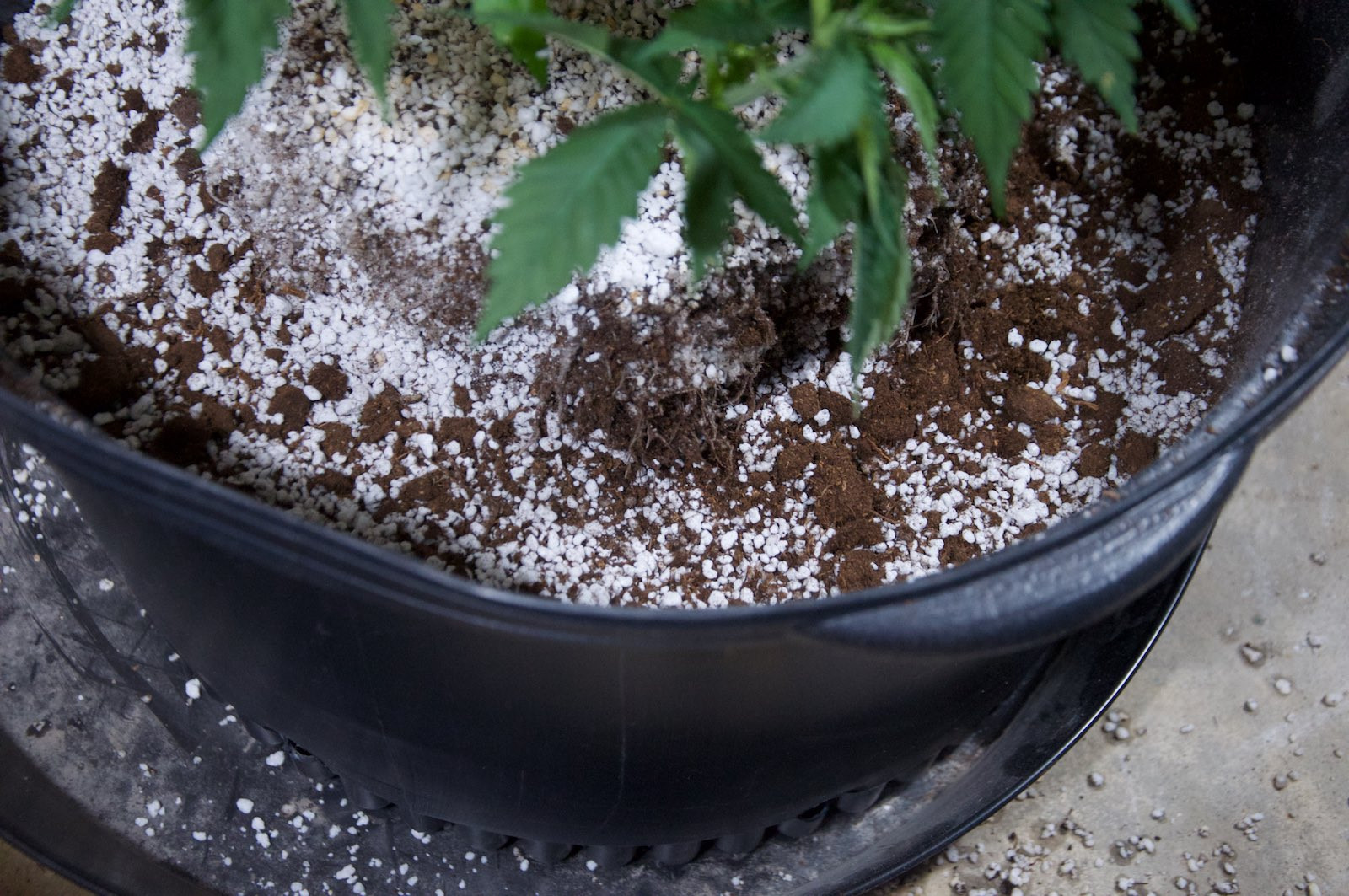 White Widow, Week 9, 01-10-20 12.jpg