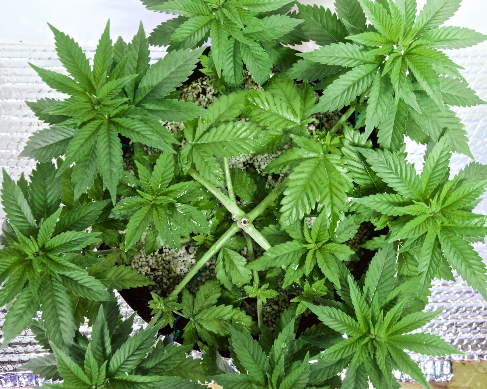 White Widow, Week 9, 01-10-20 2.jpg