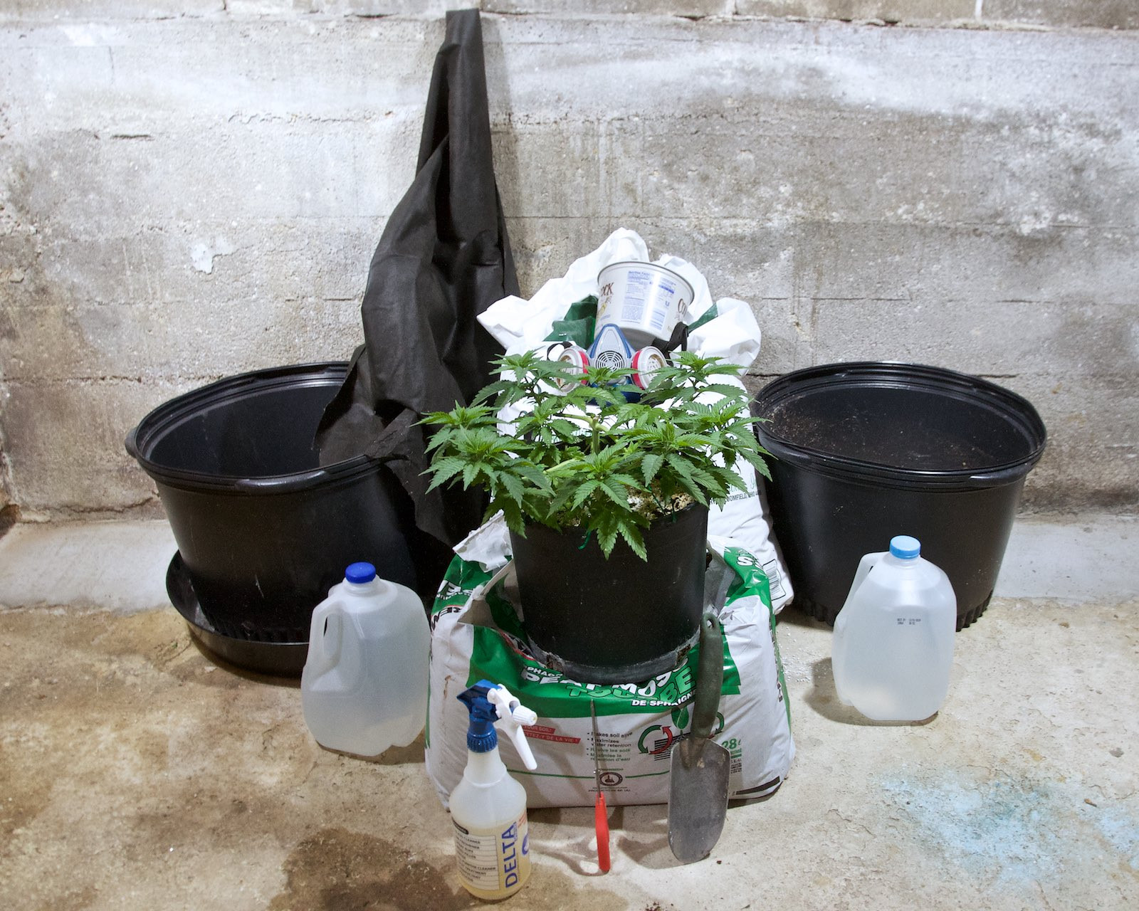 White Widow, Week 9, 01-10-20 3.jpg