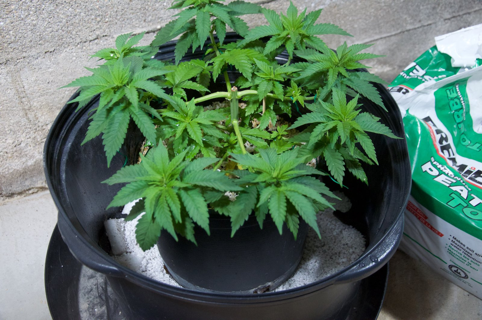 White Widow, Week 9, 01-10-20 6.jpg