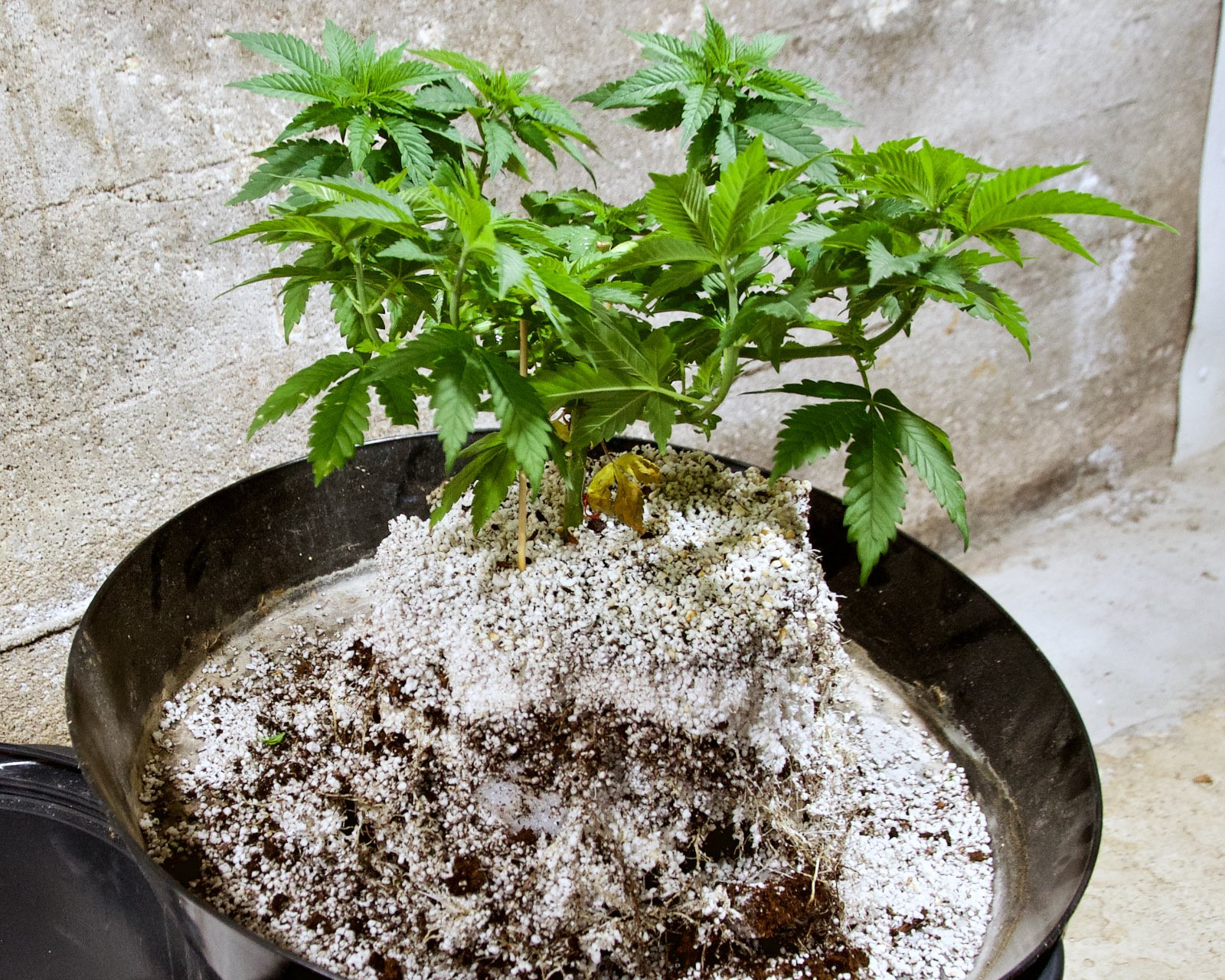 White Widow, Week 9, 01-10-20 8.jpg