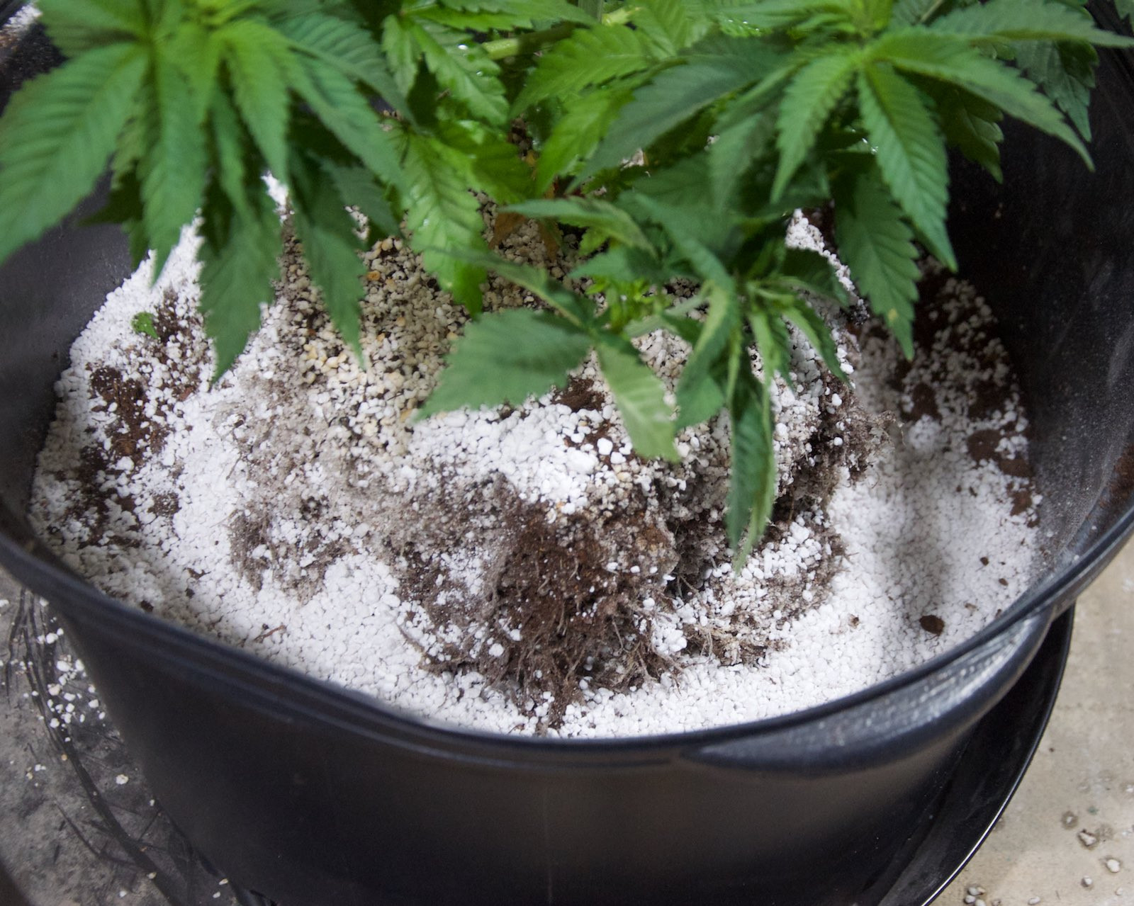 White Widow, Week 9, 01-10-20 9.jpg