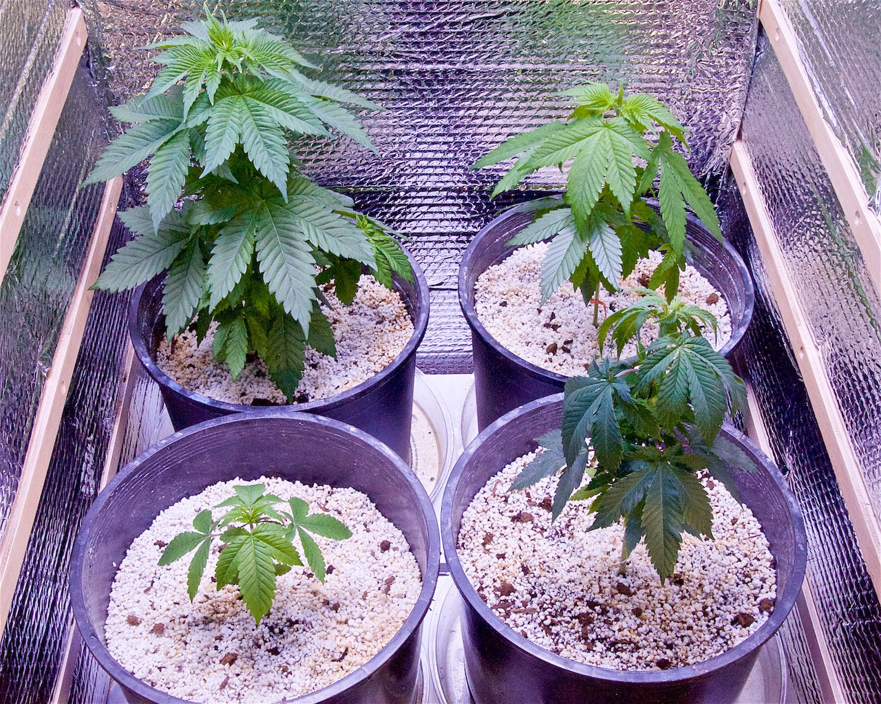 Click image for larger version  Name:	White Widow, Weeks 5&7 1.jpg Views:	0 Size:	732.8 KB ID:	361101