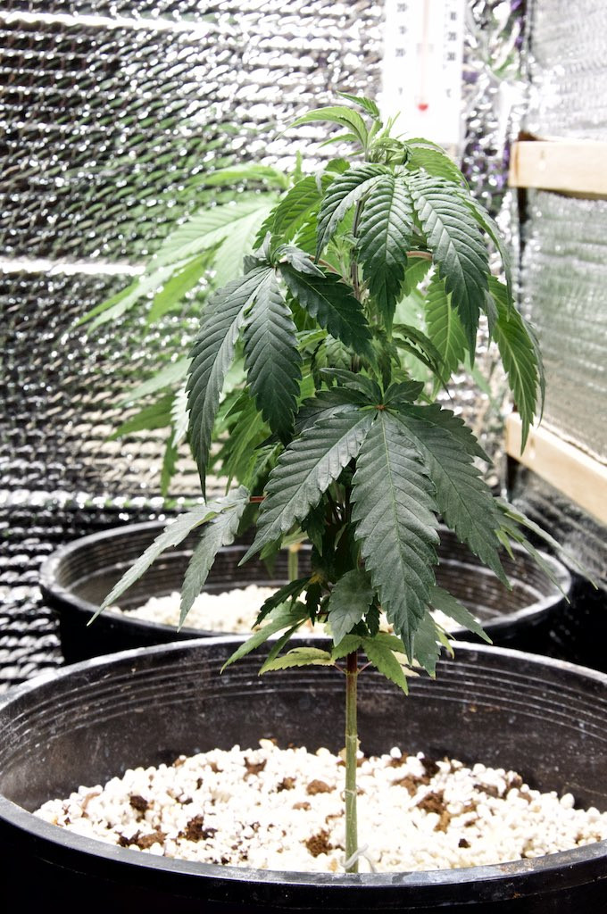Click image for larger version  Name:	White Widow, Weeks 5&7 2.jpg Views:	0 Size:	263.9 KB ID:	361104