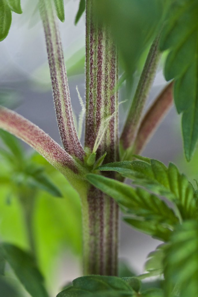 Click image for larger version  Name:	White Widow, Weeks 5&7 2.jpg Views:	0 Size:	263.9 KB ID:	361104