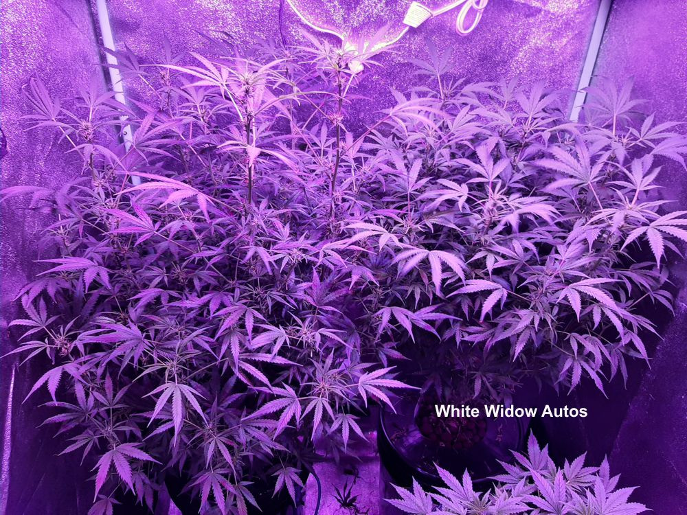 White Widow12.jpg