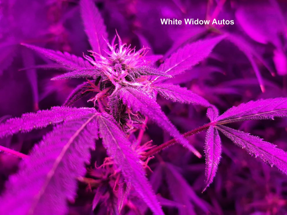 Click image for larger version  Name:	White Widow14.jpg Views:	0 Size:	202.0 KB ID:	559690