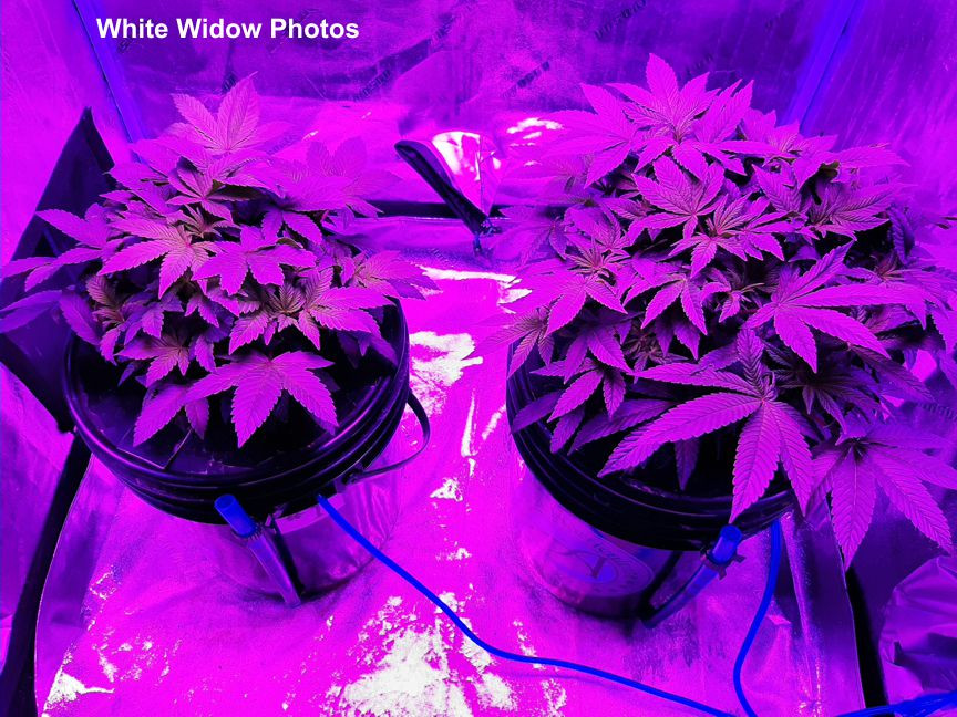 Click image for larger version  Name:	White Widow3.jpg Views:	0 Size:	242.3 KB ID:	554171