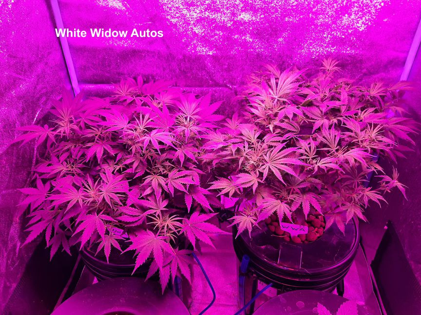 White Widow5.jpg