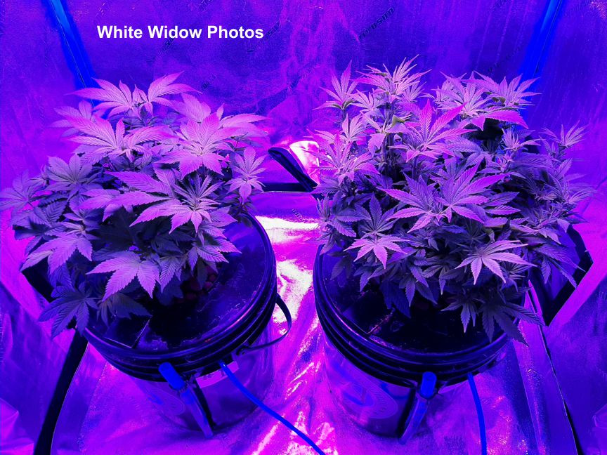 White Widow6.jpg