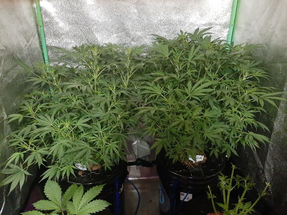 Click image for larger version  Name:	White Widow7.jpg Views:	0 Size:	285.2 KB ID:	556690