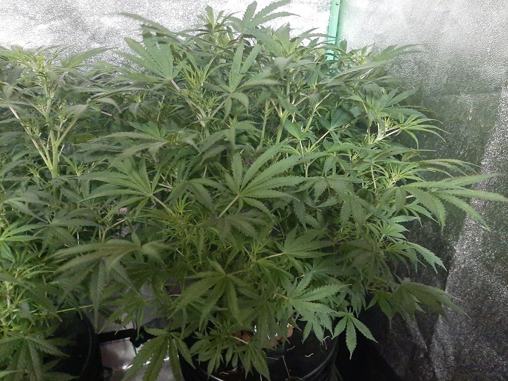 Click image for larger version  Name:	White Widow8.jpg Views:	0 Size:	283.7 KB ID:	556691